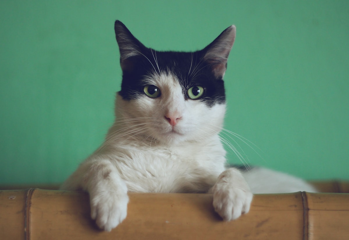 Katze