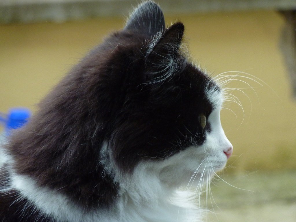 Gesunde Ernährung für Katzen: Was deine Katze wirklich braucht