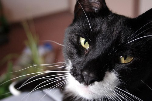 Notfallvorsorge für Katzen: Checkliste, Erste-Hilfe-Kit & Plan