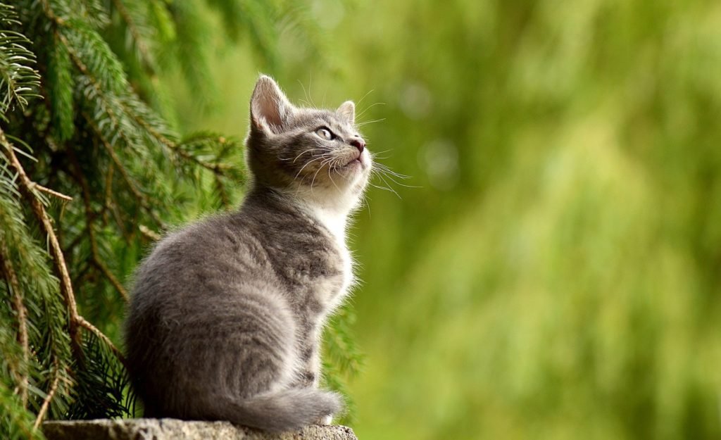 Katze erziehen: 6 Tipps für ein erfolgreiches Training