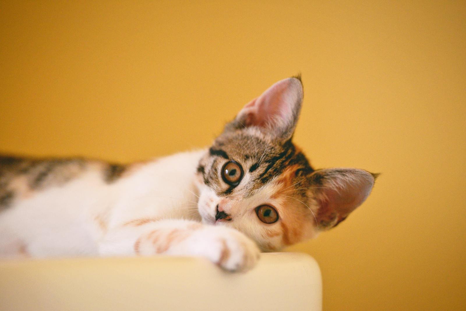 Chronische Krankheiten bei Katzen: vorbeugen, erkennen und begleiten