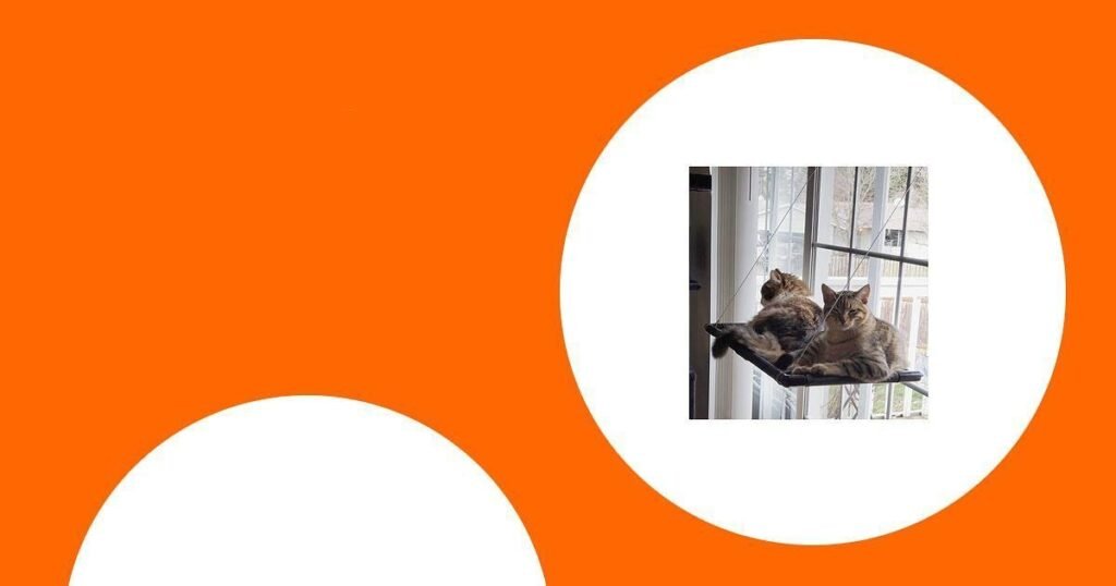 Die besten Fensterplätze für Katzen im Vergleich