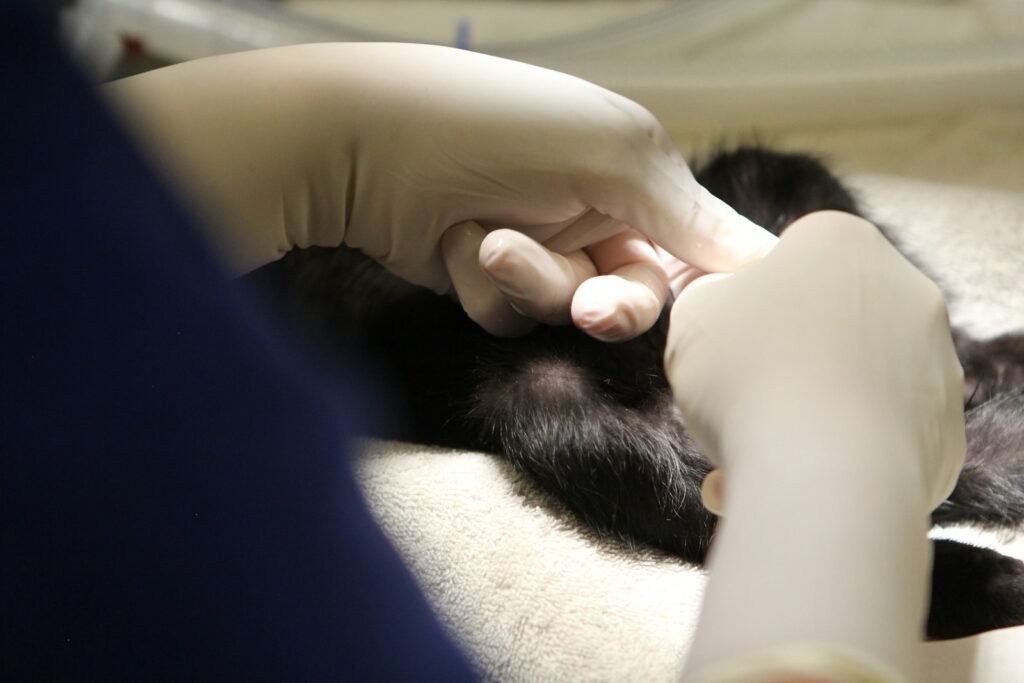 Katzenkrankheiten und ihre Behandlung: Symptome erkennen und richtig handeln