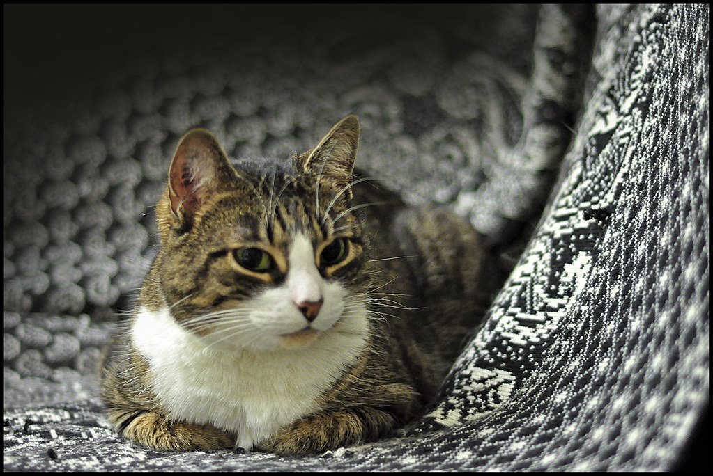 Stress und Angst bei Katzen reduzieren: So beruhigst du deine Katze