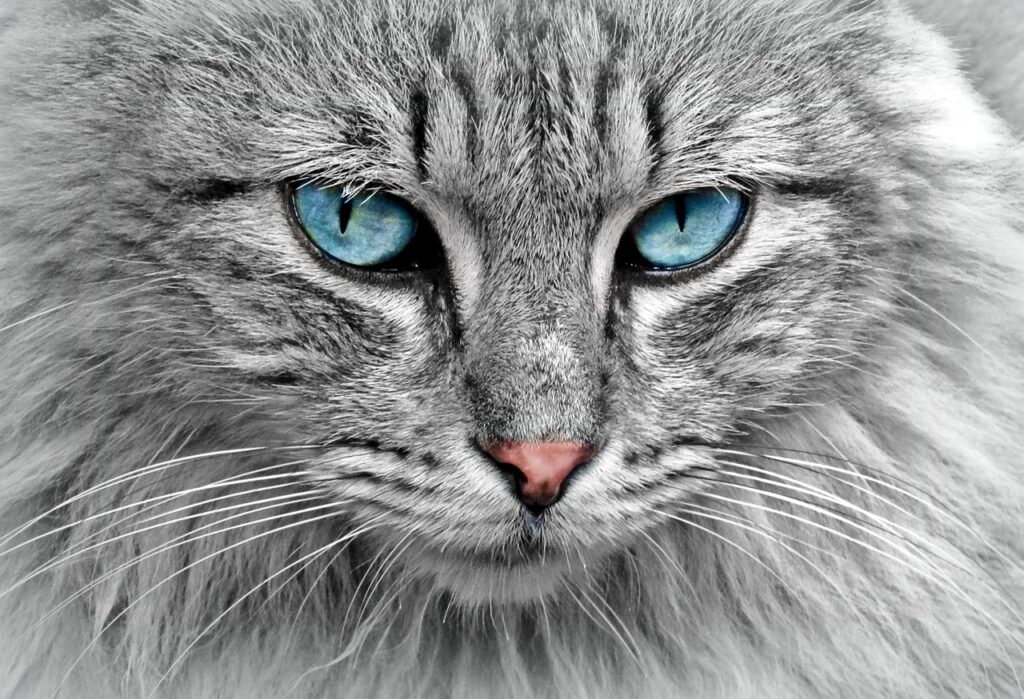Ohrenpflege bei Katzen: Ohren richtig reinigen und gesund halten