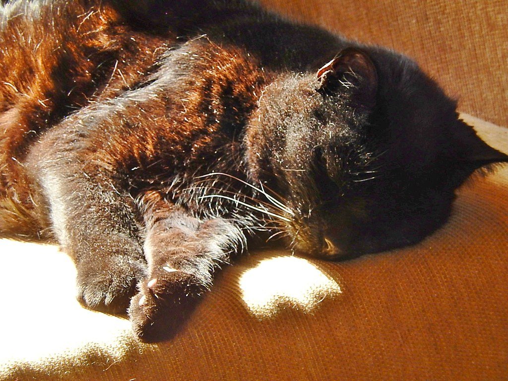 Alternde Katzen gesund pflegen: Der Ratgeber für Senior-Katzen
