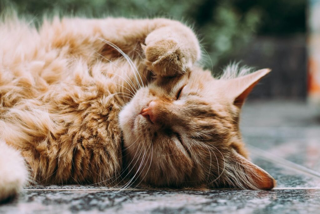 Hautprobleme bei Katzen: Ursachen erkennen und richtig handeln