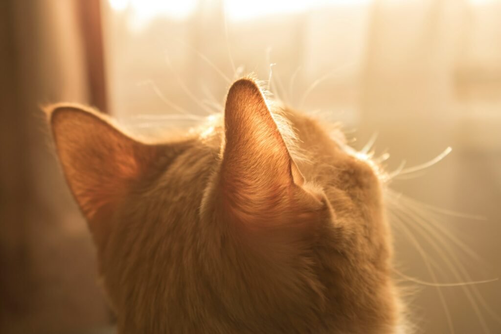 Katzenminze: Wirkung, Anwendung und sicherer Einsatz