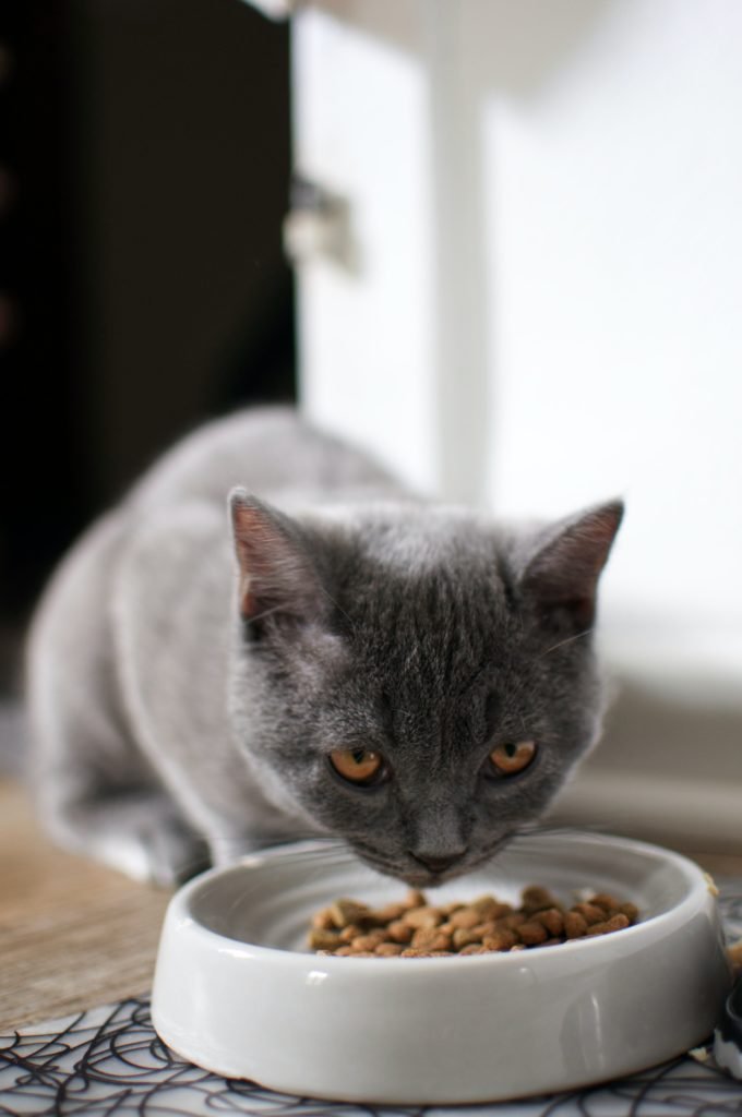 Futter für Katzen: Der große Ratgeber zur richtigen Fütterung