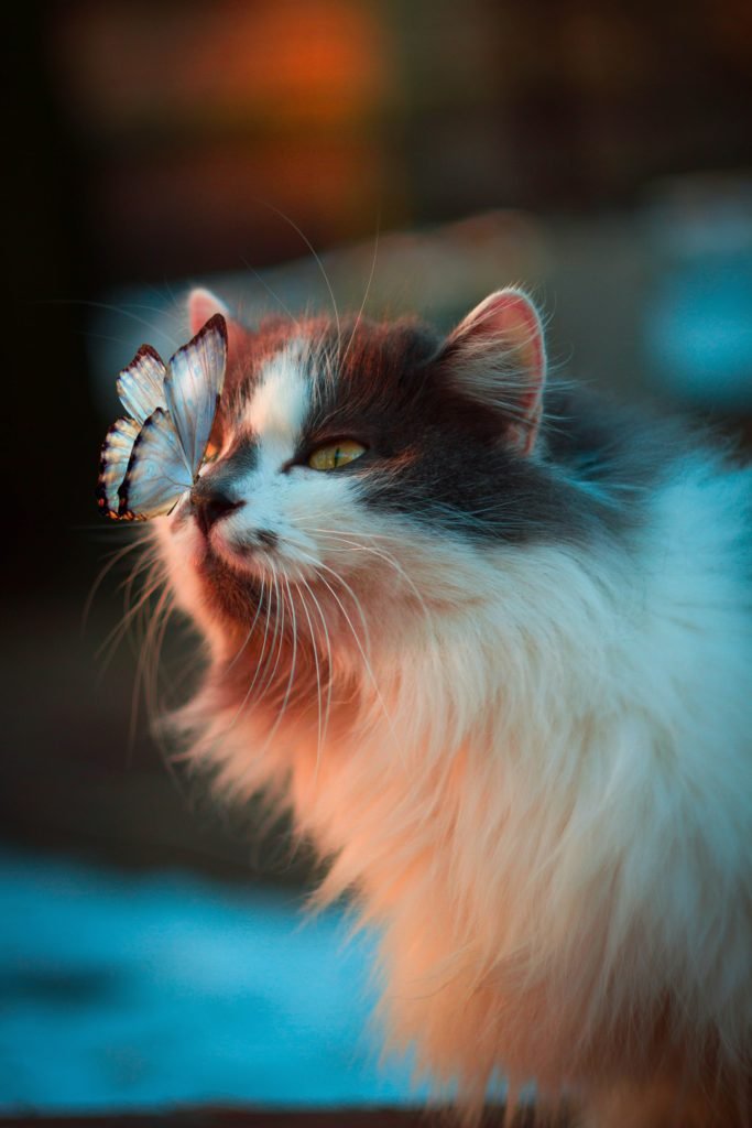 Was macht eine Katze so besonders? Charakter, Intelligenz und Rassen