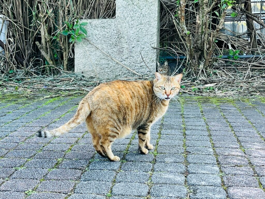 Katze und Schwangerschaft: Worauf werdende Mütter wirklich achten müssen