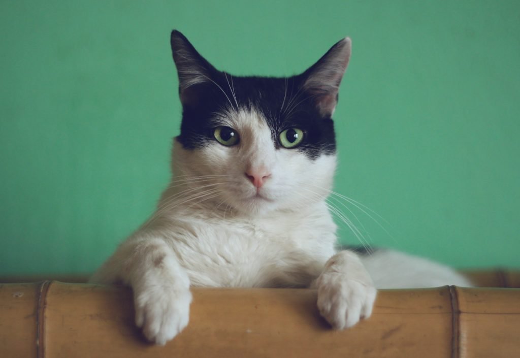 Sind Katzen die besten Haustiere? Vorteile, Pflege und Beschäftigung