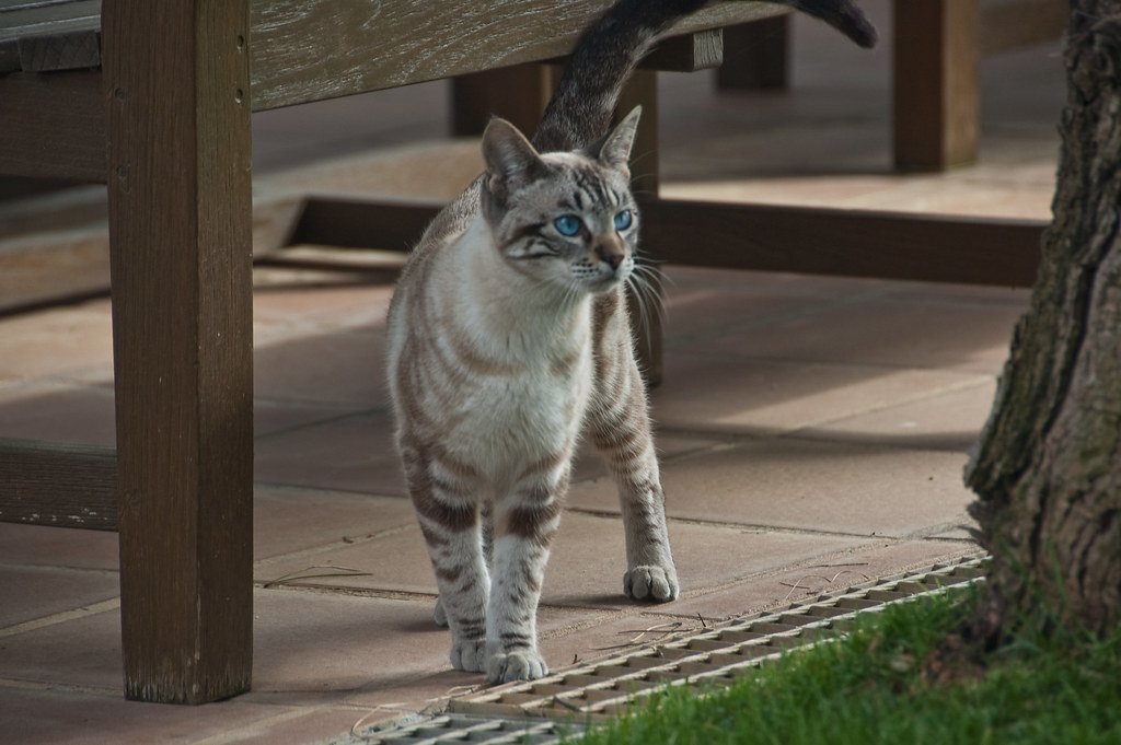 Augenpflege bei Katzen: Augen richtig reinigen und gesund halten