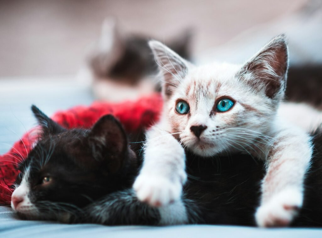 Integration neuer Katzen: So gelingt die Zusammenführung Schritt für Schritt