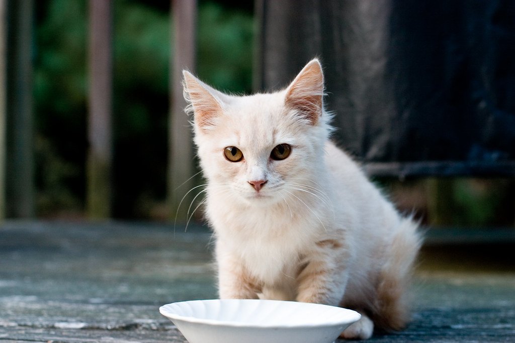Grundlagen der Katzenpflege: Routine, Hygiene und Wohlbefinden im Alltag