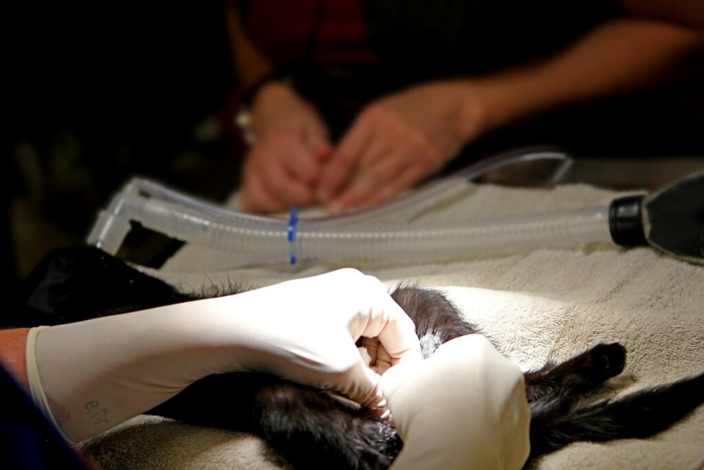Kastration und Sterilisation bei Katzen: Was ist der Unterschied?