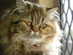 Cinnamonkatzen finden: So erkennst und findest du die zimtfarbene Katze