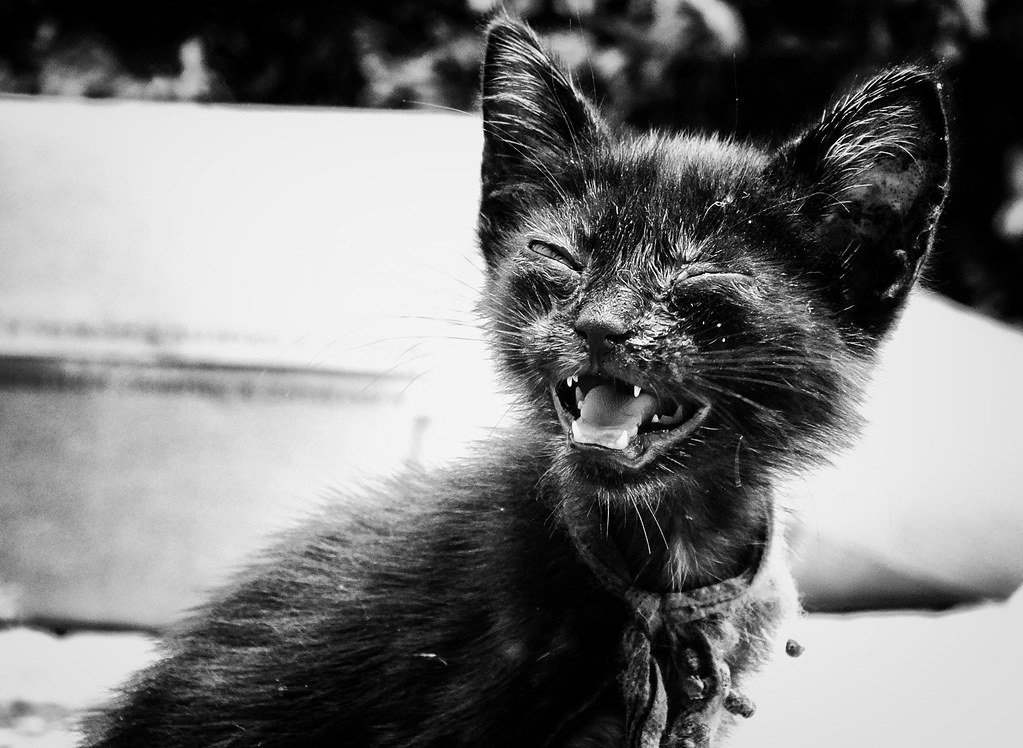 Krankheitssymptome bei Katzen erkennen: Frühwarnzeichen richtig deuten