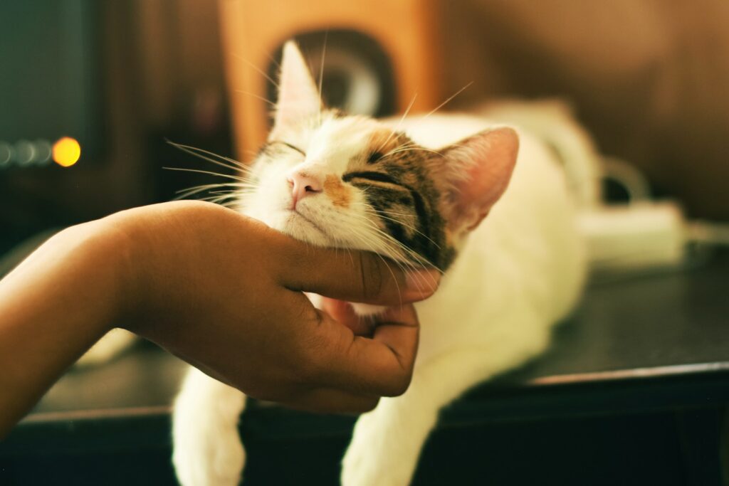 Allergien bei Katzen: Symptome erkennen und richtig handeln