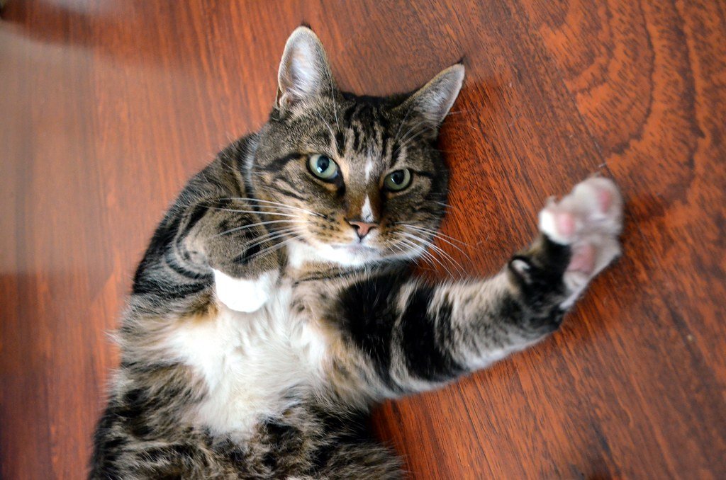 Multikatzenhaushalt: So leben mehrere Katzen friedlich zusammen
