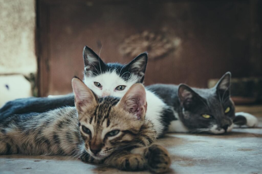 Toxine und Gefahren im Haushalt: So schützt du deine Katze
