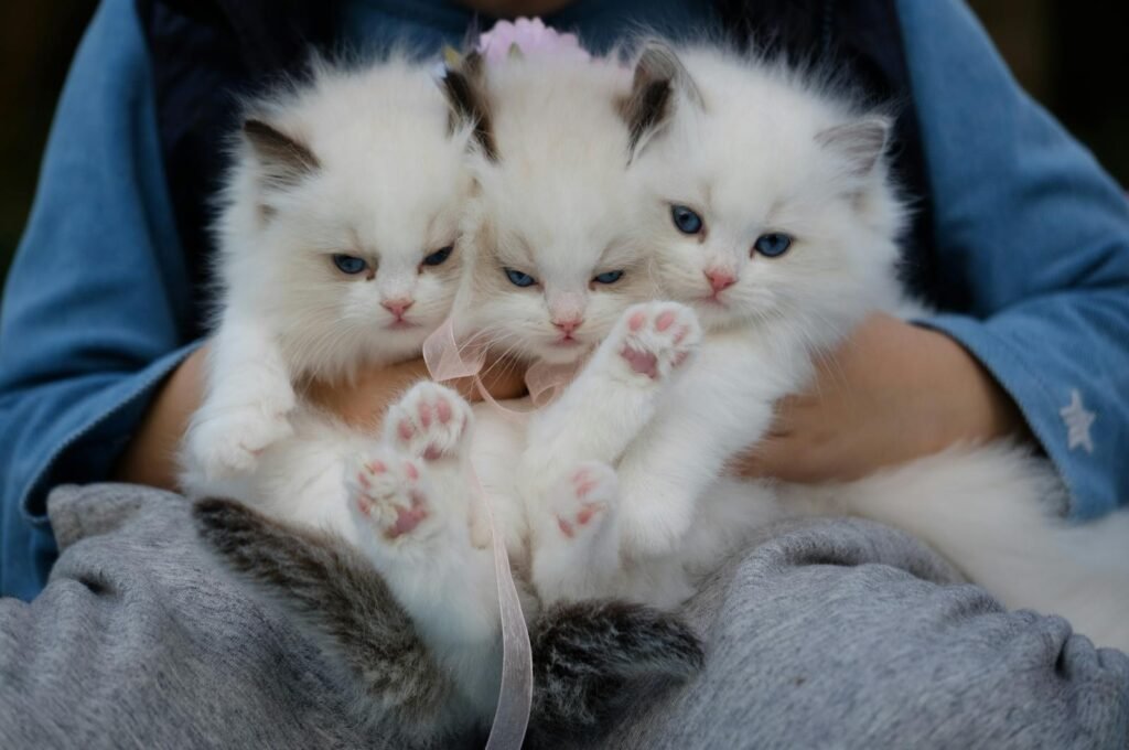 Fellpflege bei Katzen: So pflegst du das Katzenfell richtig