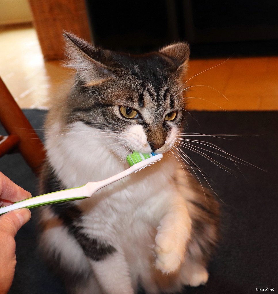Zahnpflege bei Katzen: Warum sie so wichtig ist und wie sie gelingt