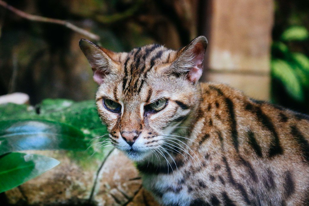 Erste Hilfe für Katzen: Ruhe, Pflege und schnelle Genesung