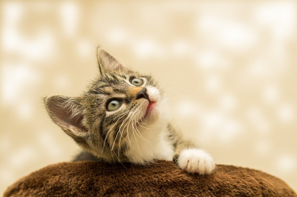 Katzen beschäftigen: So spielst du deine Katze richtig aus